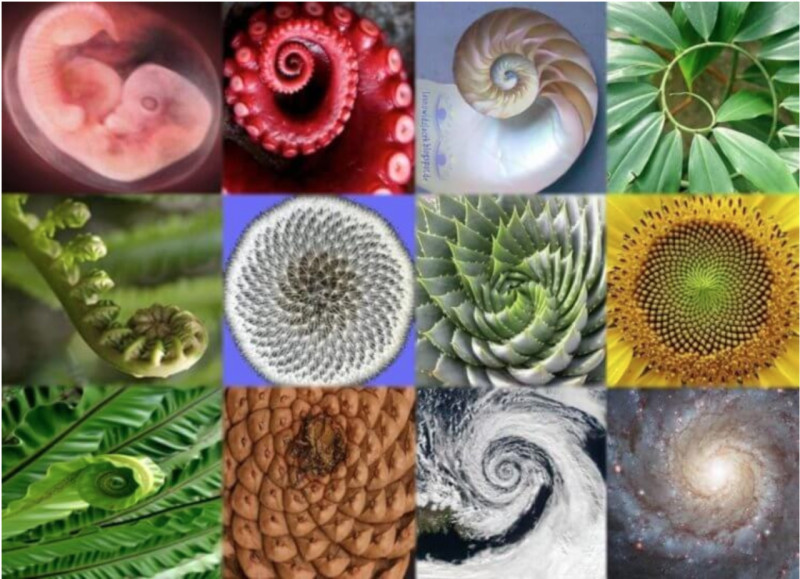 The illustration shows natural objects that have the proportions of the "golden ratio"