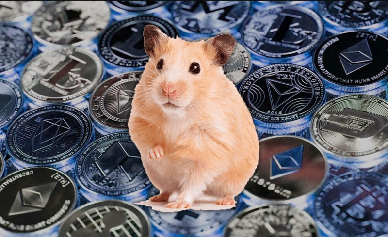 The concept of "hamster" came to global markets from the world of cryptocurrency